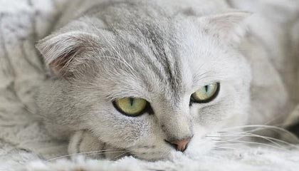 开云体育app安全下载-德国女子55公斤级举重选手在决赛中获得第六名，为妻子夺冠的德国举重选手